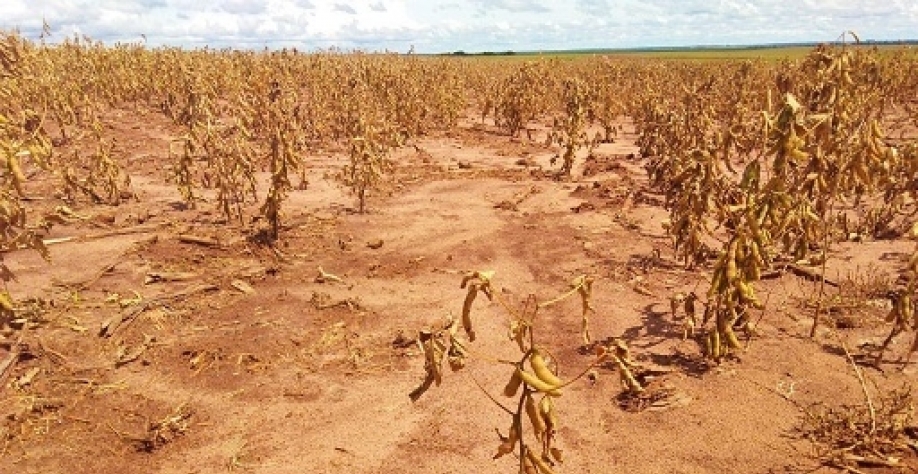 Estiagem volta a ameaçar RS, e agricultores já contam perdas