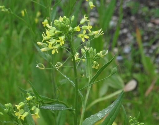 Bayer compra ativos de camelina de olho em demanda para biocombustíveis