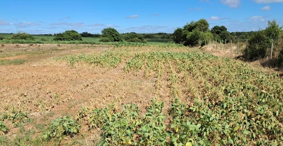 Falta de chuvas no RS pode gerar perdas de mais de 20% na soja