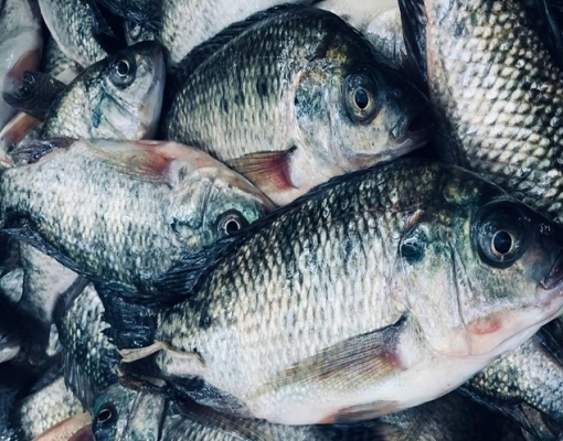 Exportações de peixes dão um salto em 2024