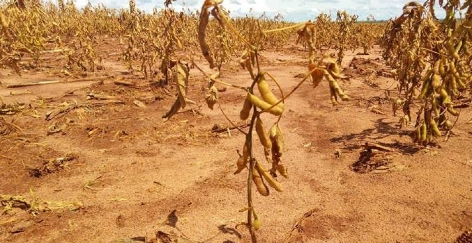 Mais um ano ruim, e RS perde 34 milhões de toneladas de soja em 6 safras