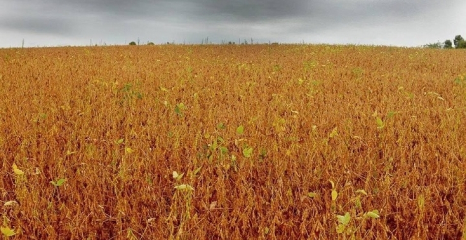 Preço da soja encerrou fevereiro em alta no mercado brasileiro