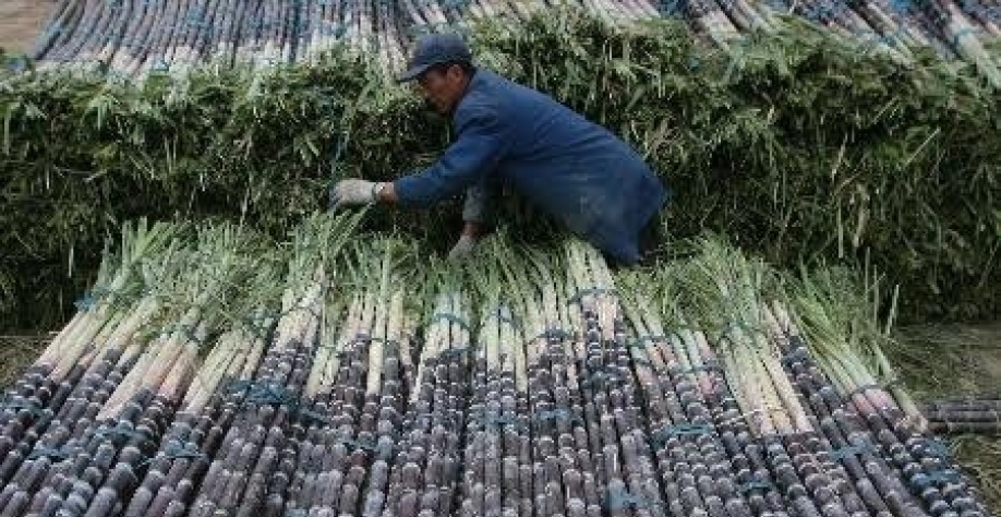 Tailândia deve produzir recordes de cana e açúcar em 2017/18 | Brasilagro